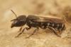 Protosmia sp.
